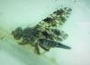 Tephritis ruralis